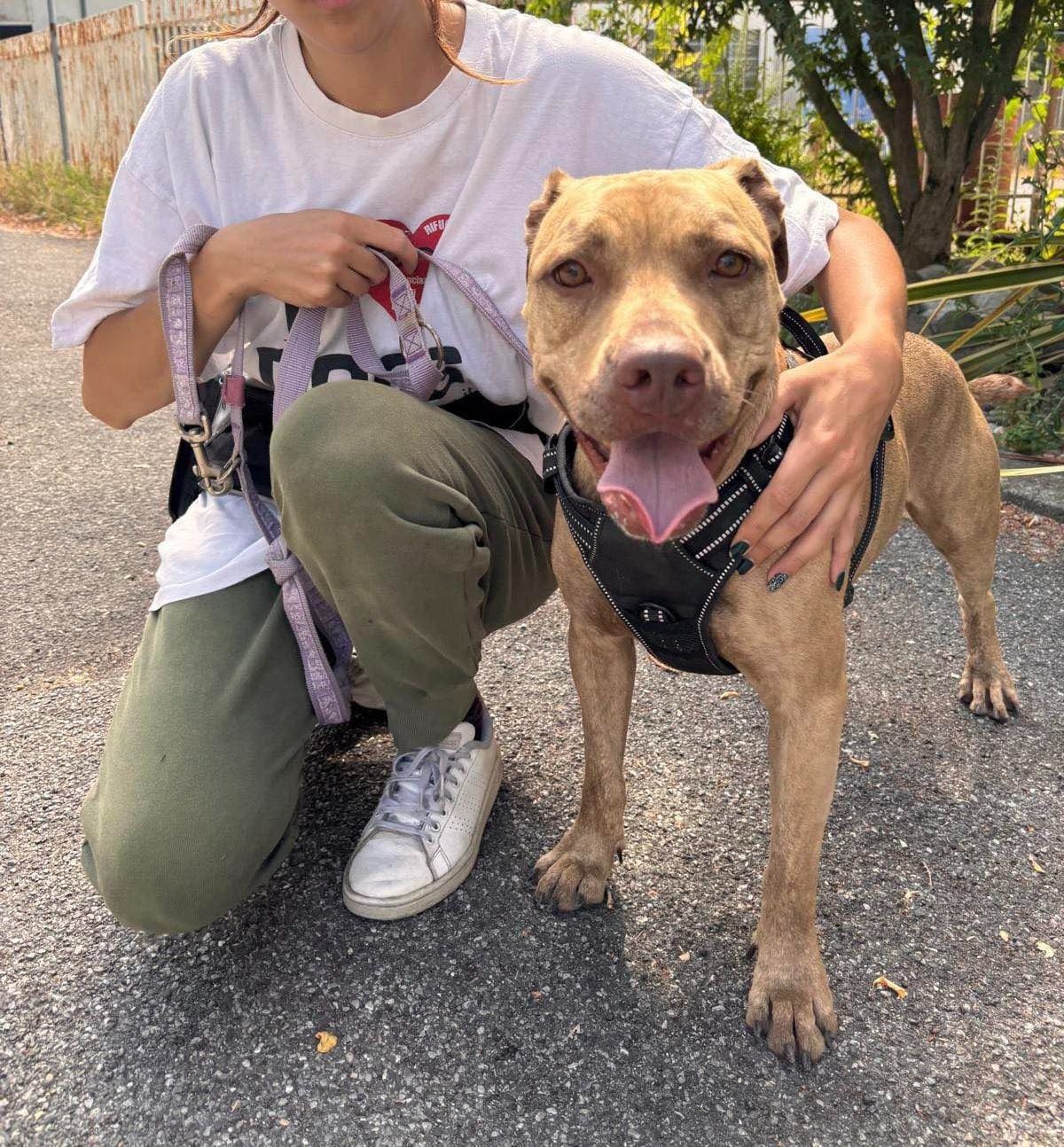 Maya, pitbull di 3 anni: i suoi padroni hanno rinunciato a lei e l'hanno portata direttamente al canile